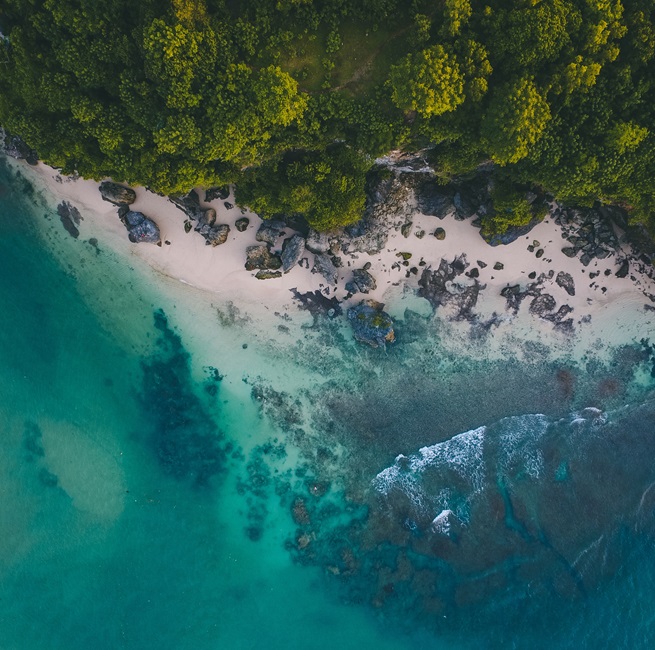 Above aerial view of ocean sand and trees