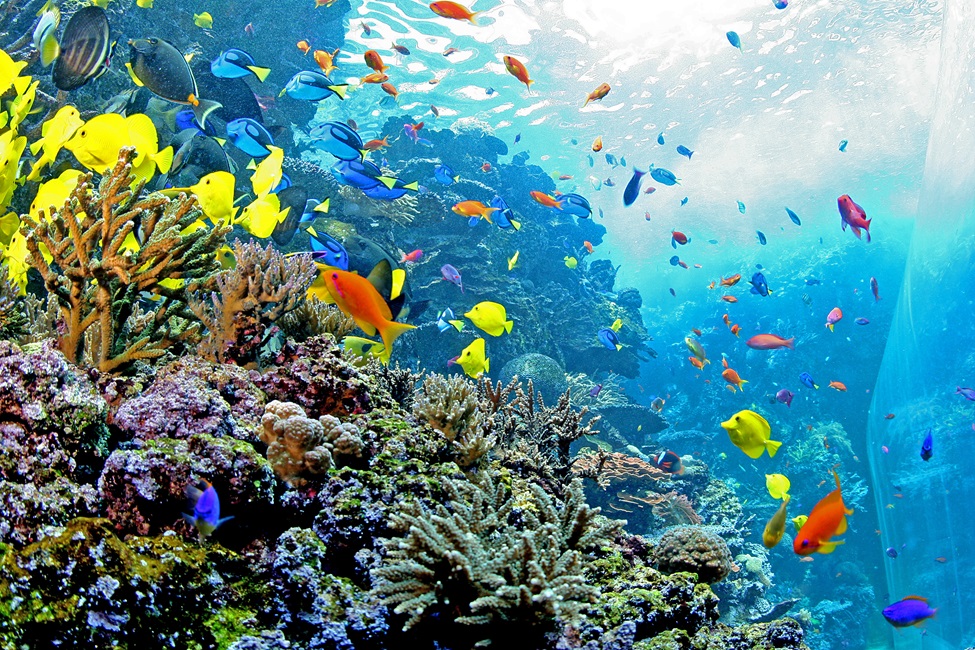 An exhibit wall at the Georgia Aquarium showing a tropical reef with brightly colored fish