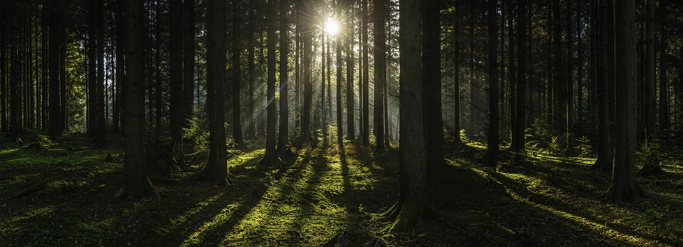 Sunlight filtering through green forest