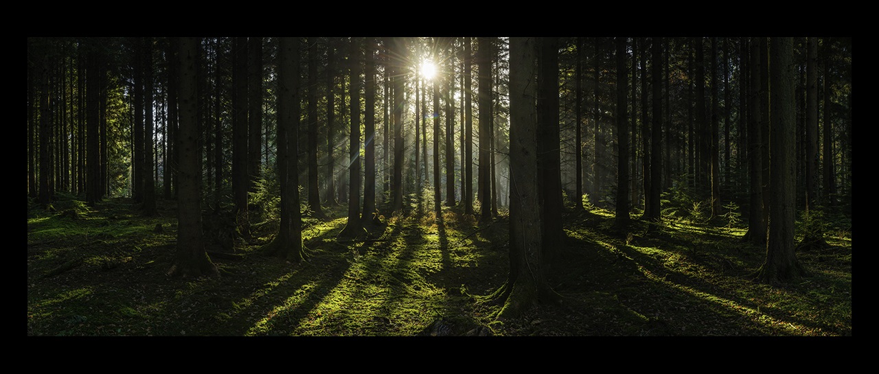 Sunlight filtering through green forest