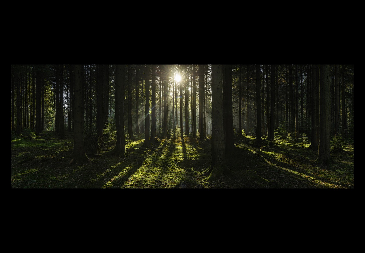 Sunlight filtering through green forest
