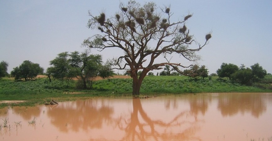 Muddy pond and tree in Banizoumbou, Niger, Africa