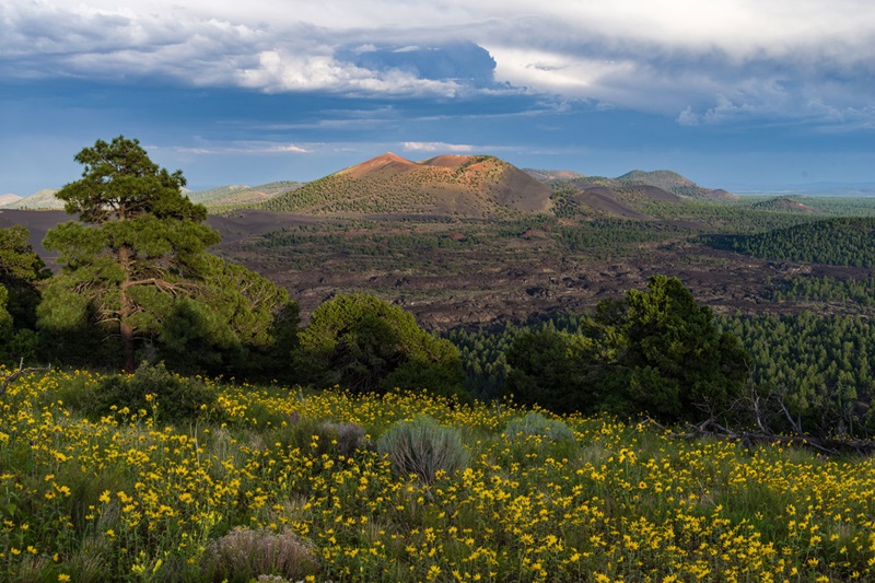 A yellow field of wildflowers and trees in foreground, mountain peaks and blue sky in background
