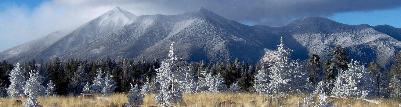 Snowy gray mountain peaks with pine trees in foreground. San Francisco Peaks as viewed from Elden Mountain in winter