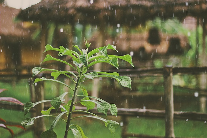 Green plant in the rain in front of a fence