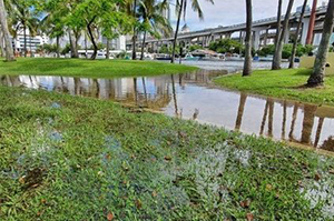 Flooded Miami landscape