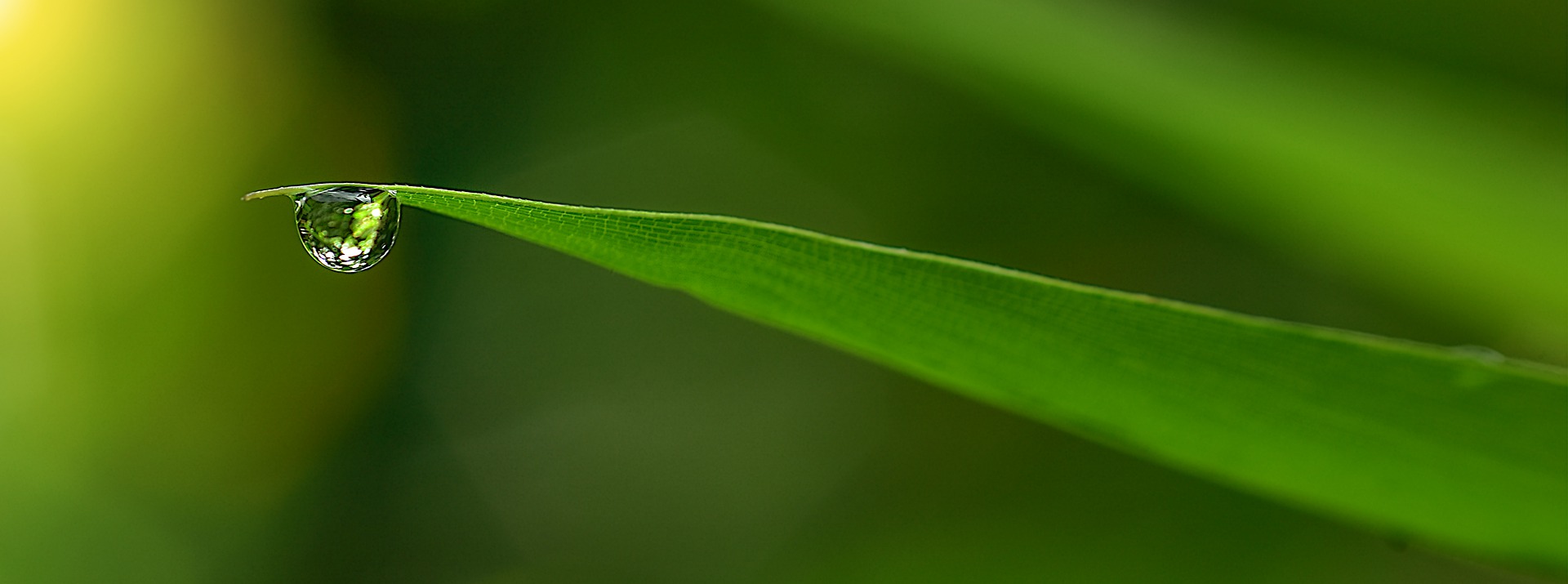 Close up photo of green leaf with a drop of water.