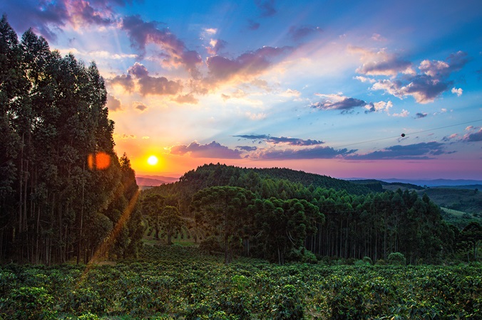 Trees with sun rays and clouds in the background