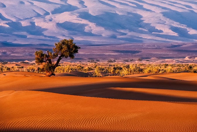 Solitary tree in desert with sand dunes in background