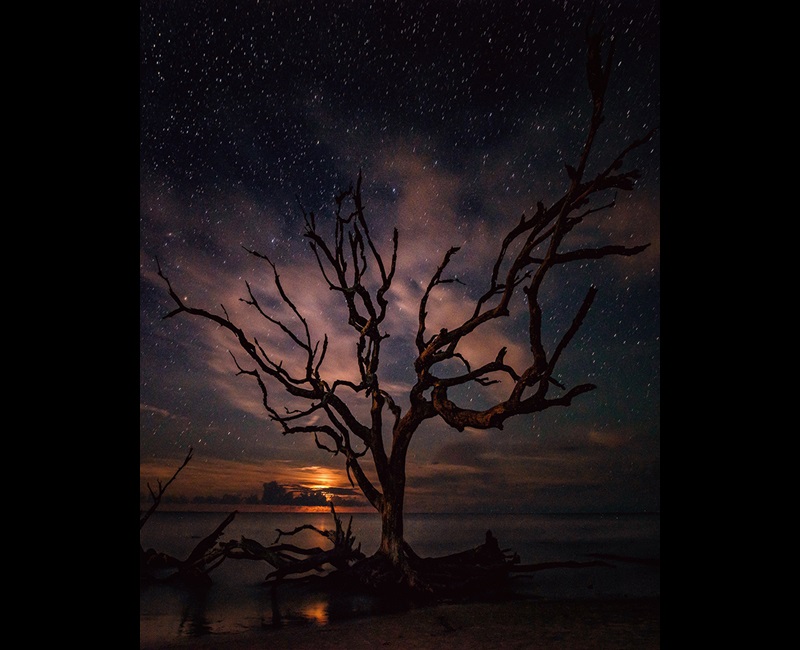 Bare tree on shore with starry night sky