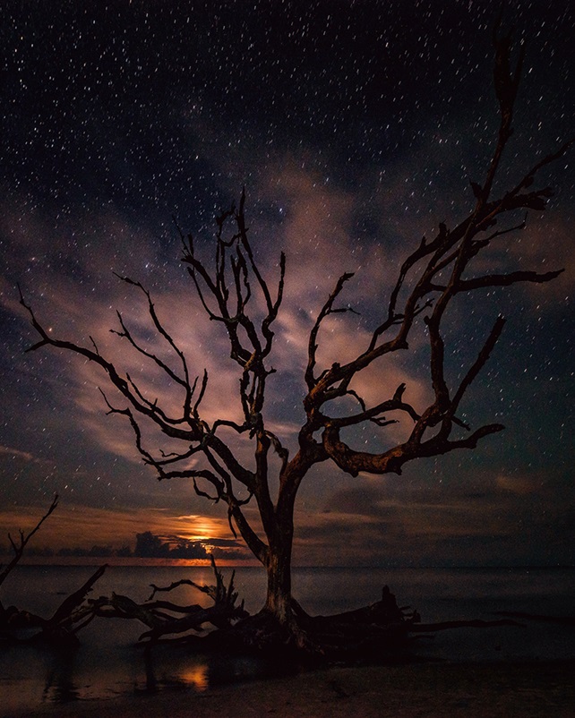 Bare tree on shore with starry night sky