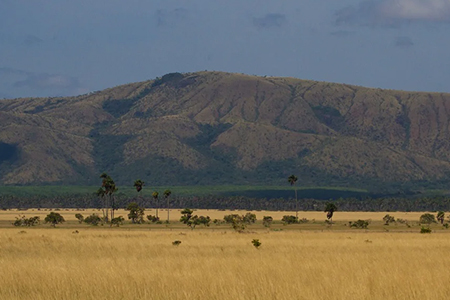 Brazilian savannah