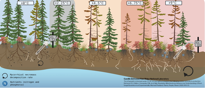 Infographic: How Does Whole-Ecosystem Warming Alter Plant Fine-Root and Fungal Mycelium Dynamics in a Boreal Peat Bog?