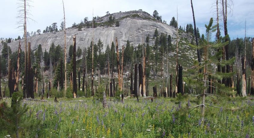 llilouette Creek Basin, Yosemite, California, after wildfire
