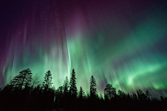 Aurora borealis with silhouette trees in foreground