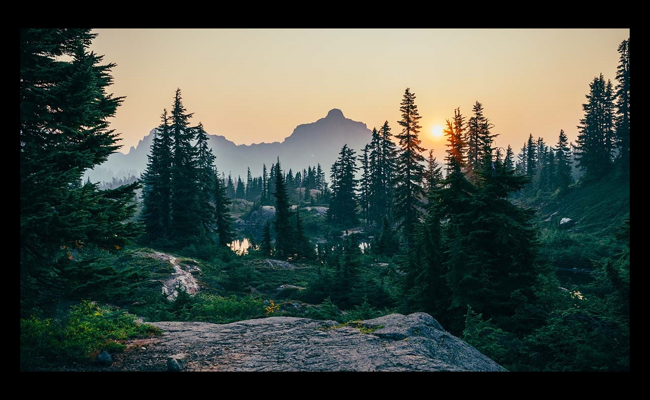 Evergreen trees with mountains in background