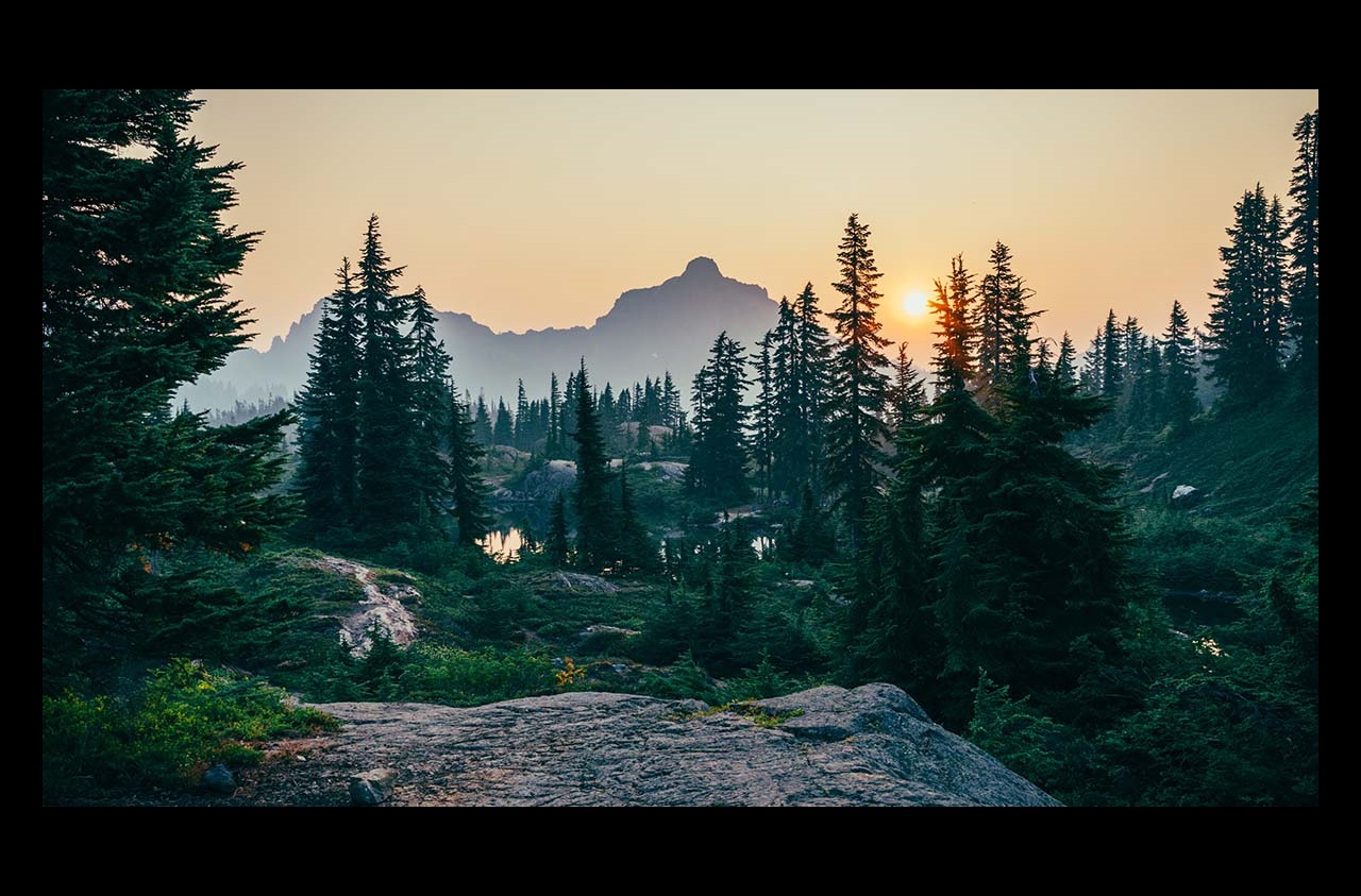 Evergreen trees with mountains in background