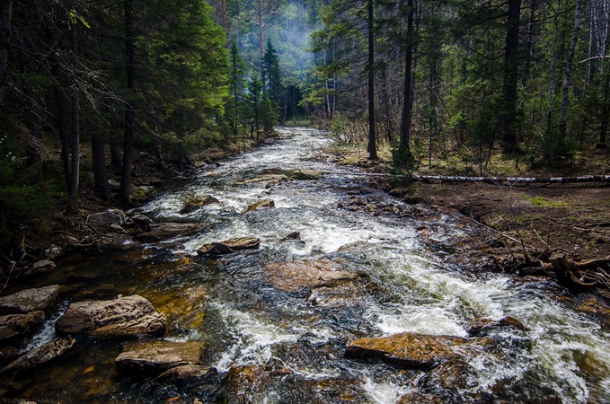 Rocky river flowing through forest
