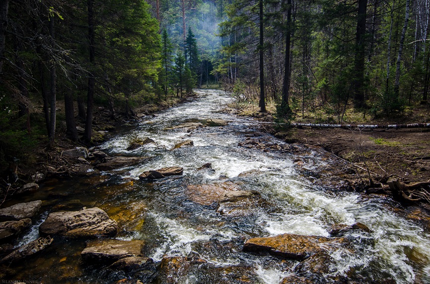Rocky river flowing through forest