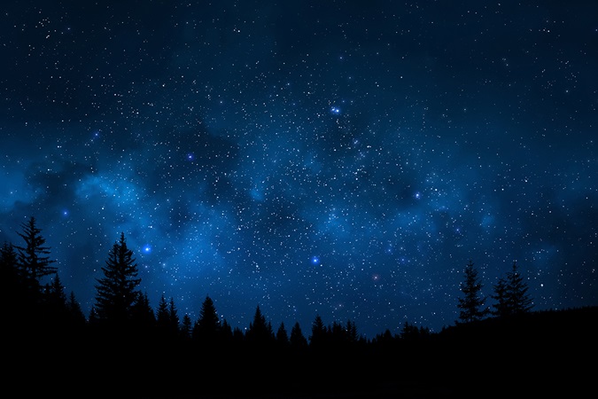 Landscape showing trees against sky full of stars