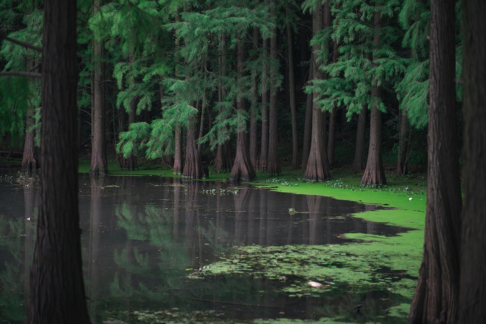 Trees in swamp in Donghu Lake, China
