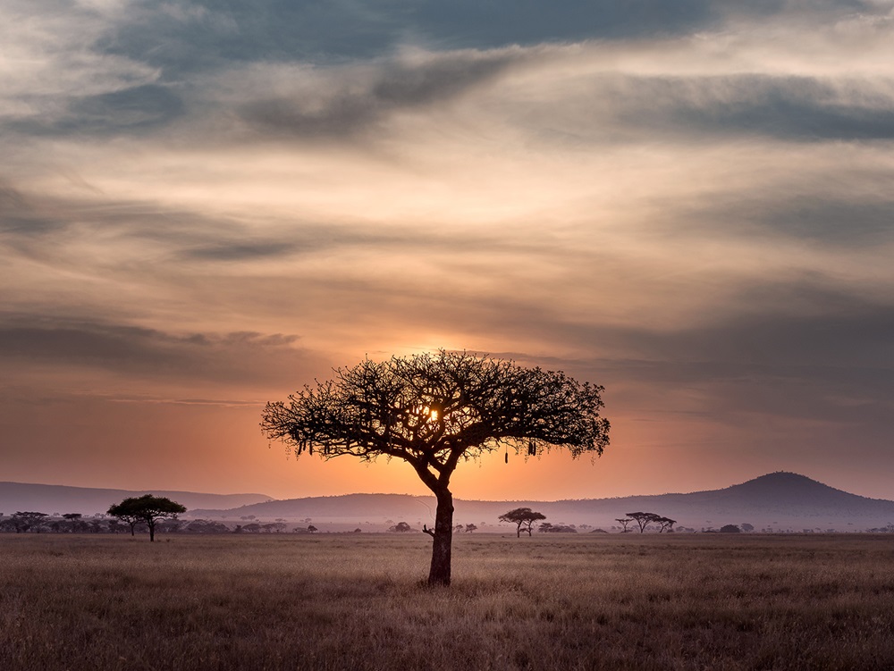 Single tree on the savanna with sun behind clouds