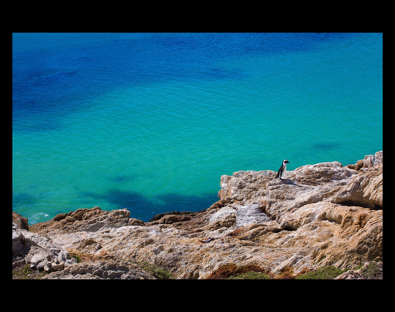 Penguin on the rocks next to the water in South Africa