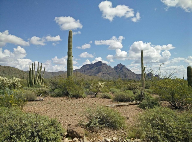 Organ Pipe Cactus National Monument in southern Arizona