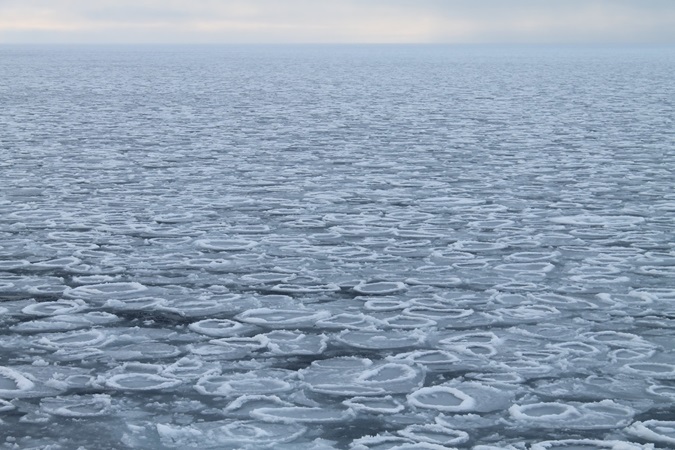 Circular sea ice known as "pncake" floes in the Arctic. 