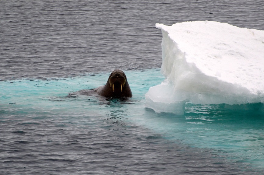 walrus on an icebreg in the Arctic