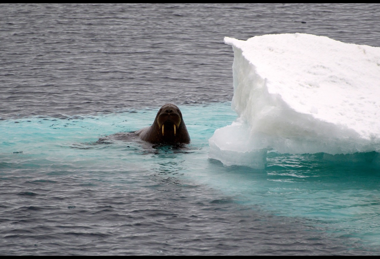 walrus on an icebreg in the Arctic