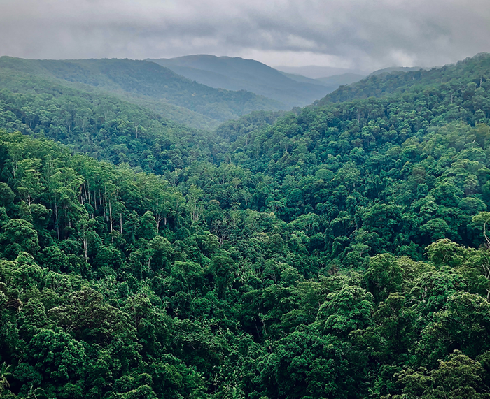 aerial view of green tree-covered hills, rainforest