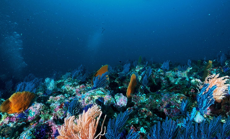 Underneath ocean with colorful coral and fish