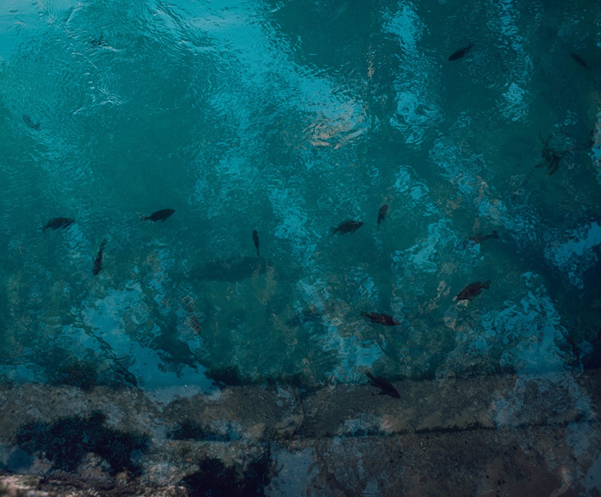 Under water view with fish