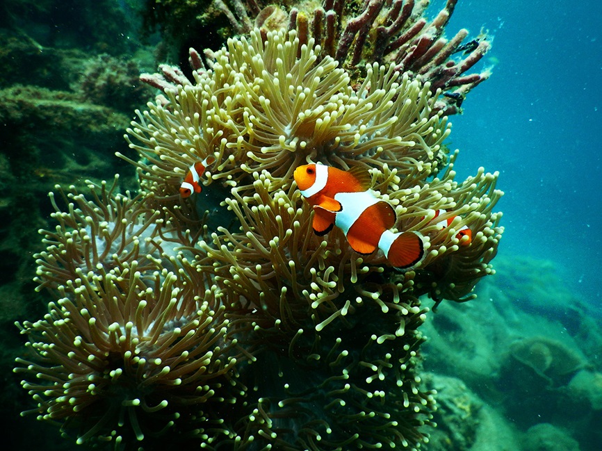 Anemone aquarium aquatic under water