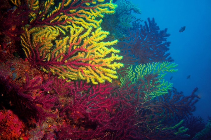 Underneath ocean with colorful corals and fish