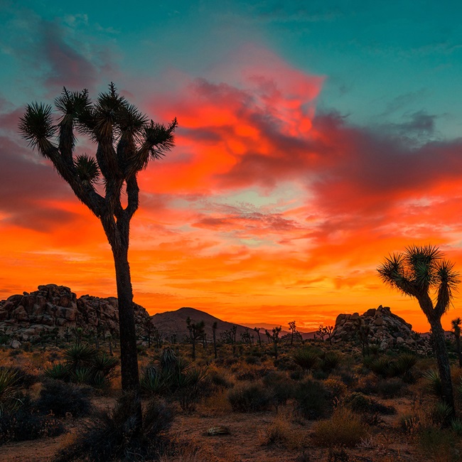 Sunset in the desert with joshua trees