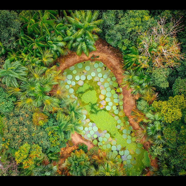 Aerial view of green forest in Brazil