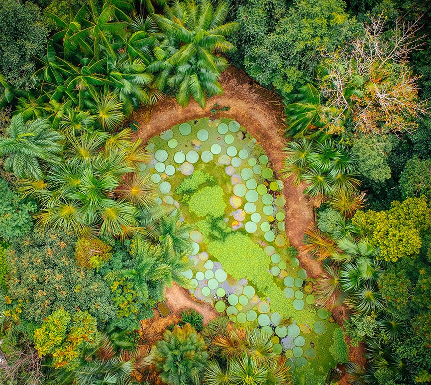 Aerial view of green forest in Brazil