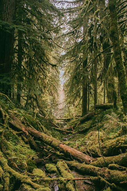 Moss covered forest in the Pacific Northwest