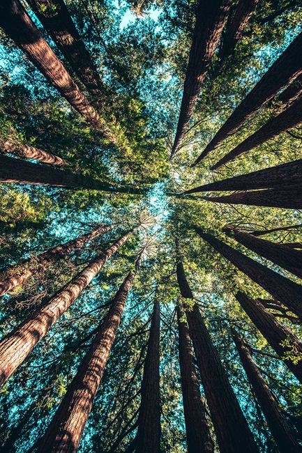 Looking up to canopy of pine trees